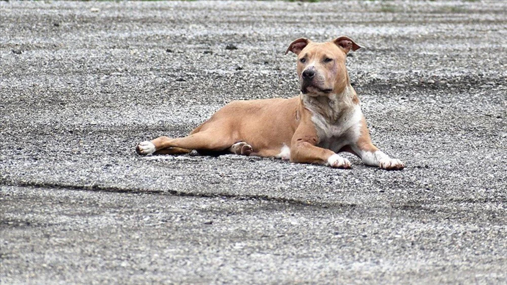 Köpekler arasında yayılıyor: ABD'de gizemli hastalık!