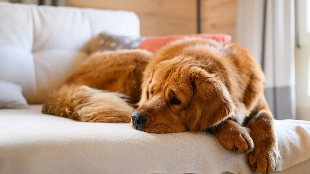 Köpekler arasında yayılıyor: ABD'de gizemli hastalık!