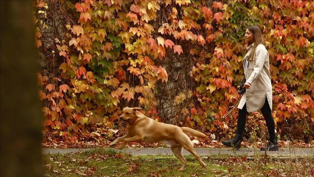 Köpekler arasında yayılıyor: ABD'de gizemli hastalık!