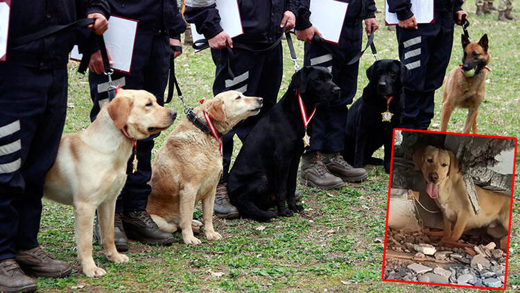 TSK’nın arama köpekleri 78 kişiyi kurtardı; 'sessiz kahramanlar' madalya ile ödüllendirildi