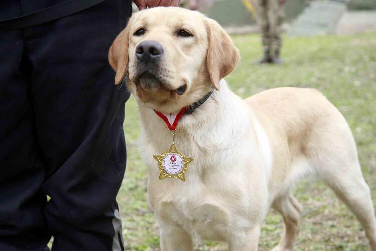 TSK’nın arama köpekleri 78 kişiyi kurtardı; 'sessiz kahramanlar' madalya ile ödüllendirildi