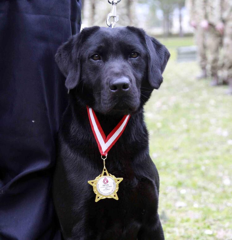 TSK’nın arama köpekleri 78 kişiyi kurtardı; 'sessiz kahramanlar' madalya ile ödüllendirildi