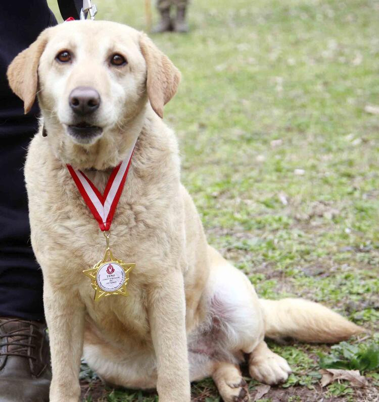 TSK’nın arama köpekleri 78 kişiyi kurtardı; 'sessiz kahramanlar' madalya ile ödüllendirildi