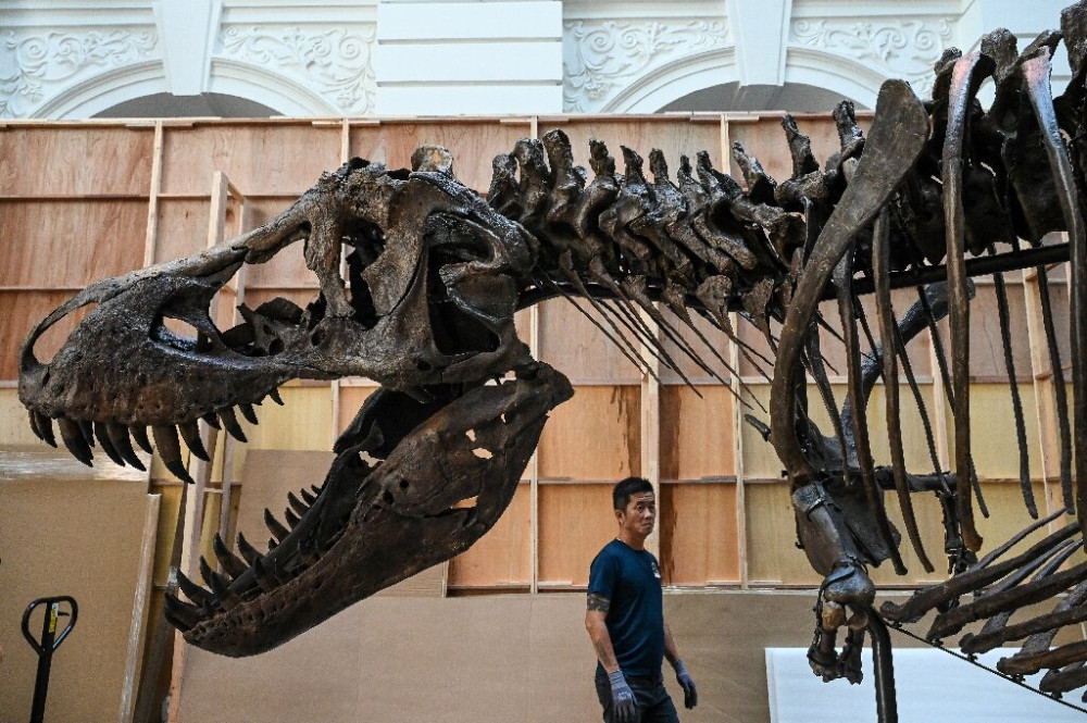 67 milyon yaşındaki T-Rex iskeleti 6,2 milyon dolara satıldı