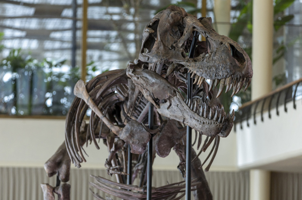 67 milyon yaşındaki T-Rex iskeleti 6,2 milyon dolara satıldı