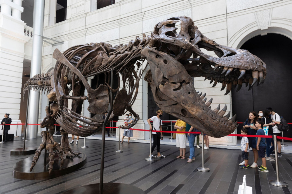 67 milyon yaşındaki T-Rex iskeleti 6,2 milyon dolara satıldı