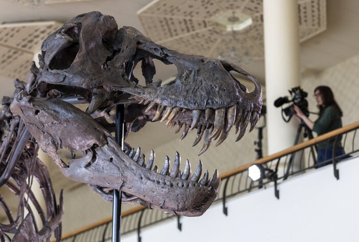 67 milyon yaşındaki T-Rex iskeleti 6,2 milyon dolara satıldı