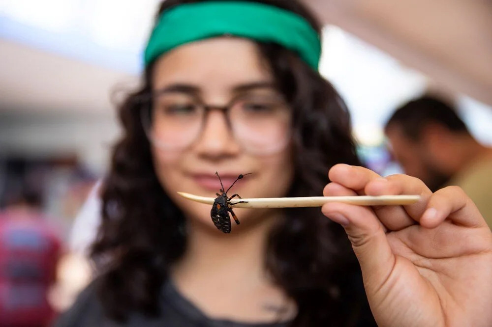 Akrep, tırtıl, hamamböcekleri... Meksika'da 'Yenilebilir Böcek Festivali'