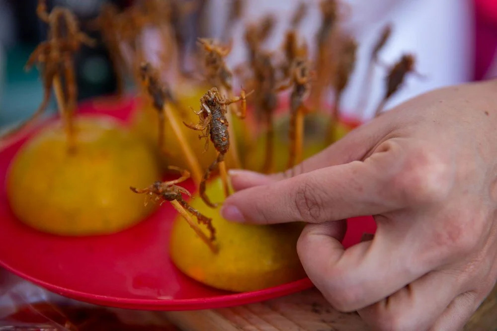 Akrep, tırtıl, hamamböcekleri... Meksika'da 'Yenilebilir Böcek Festivali'