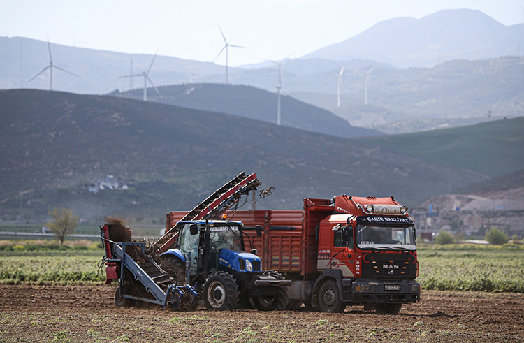 Depremin vurduğu Hatay'ın yüzünü siyah havuç güldürecek