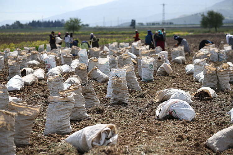 Depremin vurduğu Hatay'ın yüzünü siyah havuç güldürecek