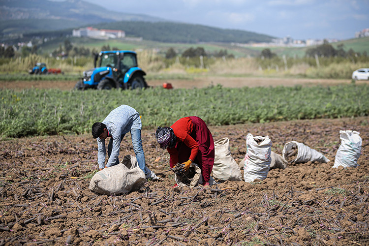 Depremin vurduğu Hatay'ın yüzünü siyah havuç güldürecek