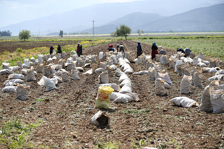 Depremin vurduğu Hatay'ın yüzünü siyah havuç güldürecek