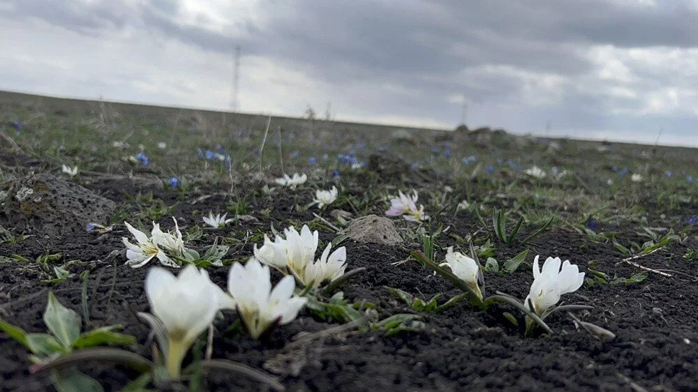 Kars'ta baharın müjdecisi kardelenler çiçek açmaya başladı