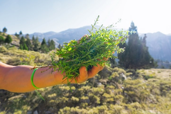 Altın değerinde antibiyotik! Ne hastalık kalıyor ne öksürük...