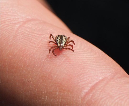 Belirtileri bazı hastalıklarla aynı: Taklitçi hastalık Lyme!