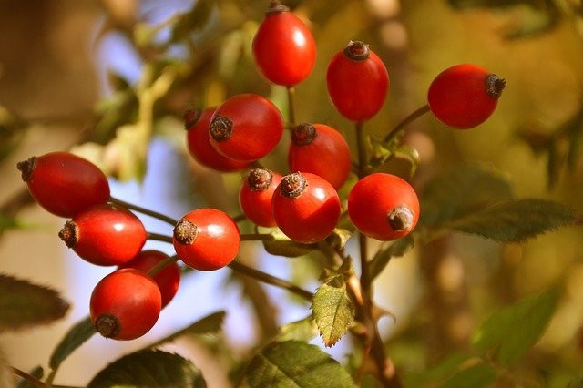 Portakaldan çok daha yüksek C vitamini içeren besin...