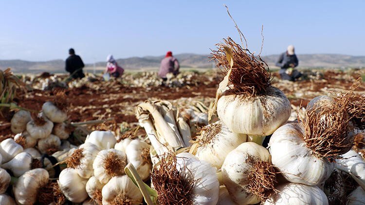 Sarımsak hasadı başladı: Tarlada 9, markette 30 lira...