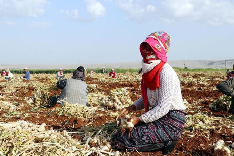 Sarımsak hasadı başladı: Tarlada 9, markette 30 lira...