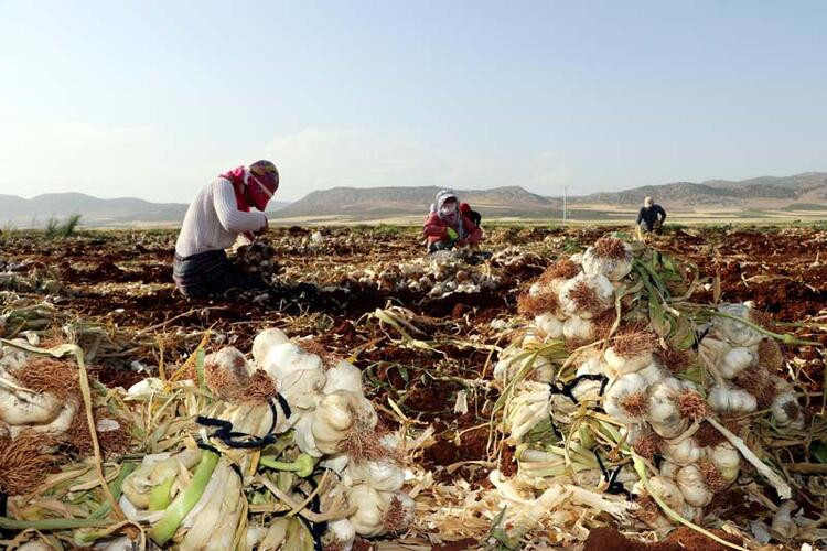 Sarımsak hasadı başladı: Tarlada 9, markette 30 lira...