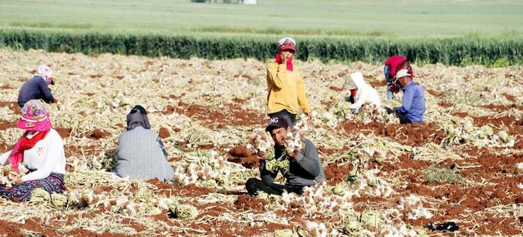 Sarımsak hasadı başladı: Tarlada 9, markette 30 lira...