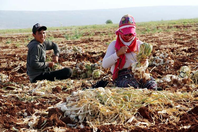 Sarımsak hasadı başladı: Tarlada 9, markette 30 lira...