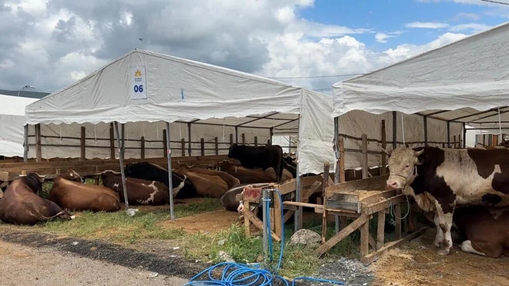 Fiyatlarda geçen yıla göre 3 kat artış: Kurbanlıklar İstanbul'da...