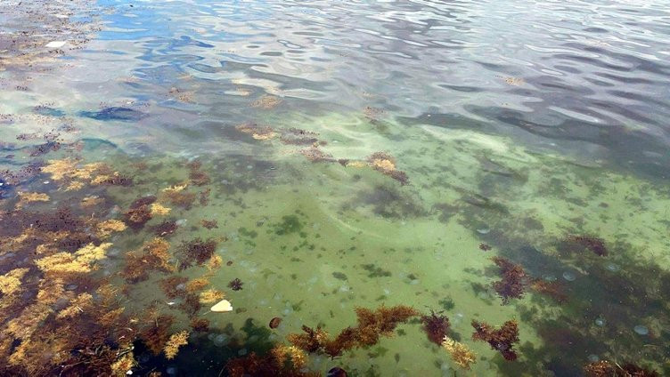 Marmara’yı zehirli denizanaları basmıştı: Sebebini açıkladı!