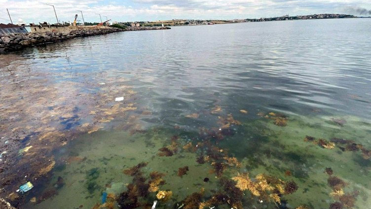 Marmara’yı zehirli denizanaları basmıştı: Sebebini açıkladı!