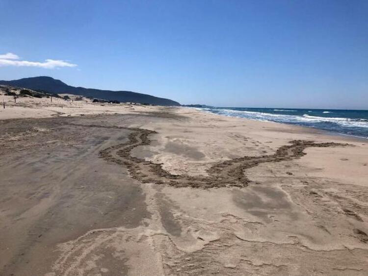 Caretta caretta yuvaları ATV araçların tehdidi altında