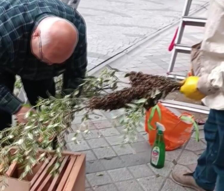 İstanbul’da arı kâbusu: Vatandaşlar tedirgin!