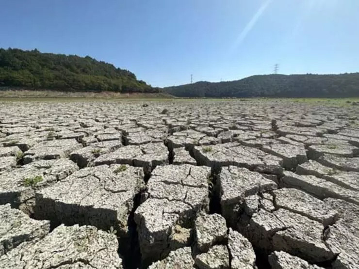 Kemerburgaz Kent Ormanı'ndaki göl kurudu: Keçiler otlamaya başladı!