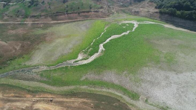 Kemerburgaz Kent Ormanı'ndaki göl kurudu: Keçiler otlamaya başladı!