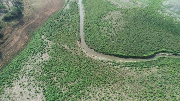 Kemerburgaz Kent Ormanı'ndaki göl kurudu: Keçiler otlamaya başladı!