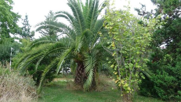 Karadeniz’i bekleyen tehlike: İlk kez 2040 yılında etkili olacak!