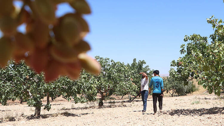 'Yeşil Altın'ı günlük 1000 liraya koruyorlar