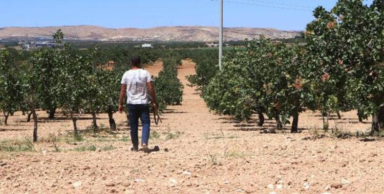 'Yeşil Altın'ı günlük 1000 liraya koruyorlar