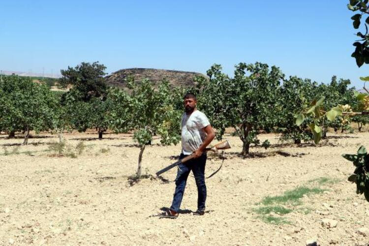 'Yeşil Altın'ı günlük 1000 liraya koruyorlar