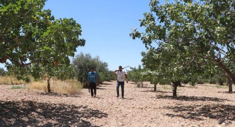 'Yeşil Altın'ı günlük 1000 liraya koruyorlar