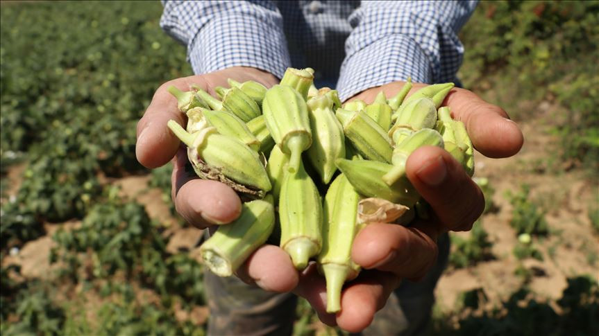 Bamyadaki mucize: Kanserin düşmanı kalbin dostu