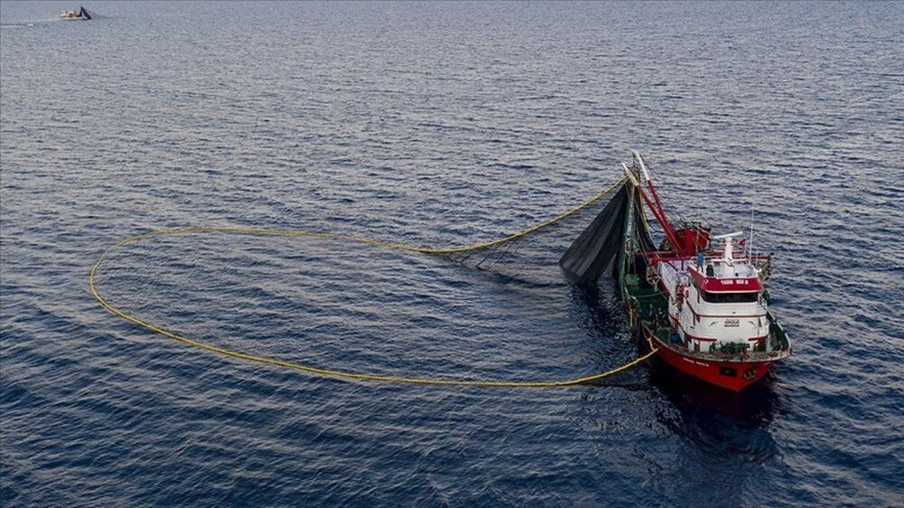 Zehirli balon balığı Marmara'ya yöneliyor: Denizdeki tehlike!