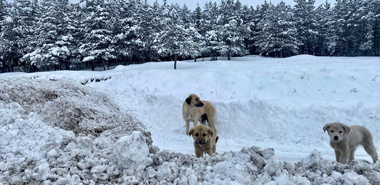 Doğu'da dondurucu soğuk!