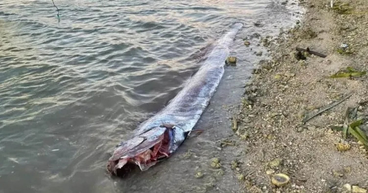 Tayvan'da deprem öncesinde yine görüldü: 'Kıyamet balığı'