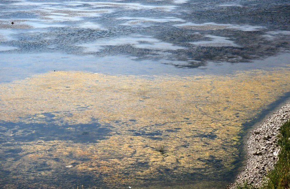 Eğirdir Gölü'nü önce kuraklık vurdu şimdi kirlilik!