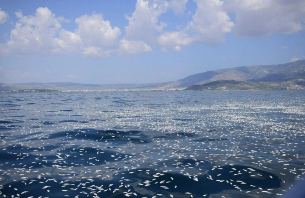 İzmir'den sonra Yunanistan'da: Balık ölümleri!