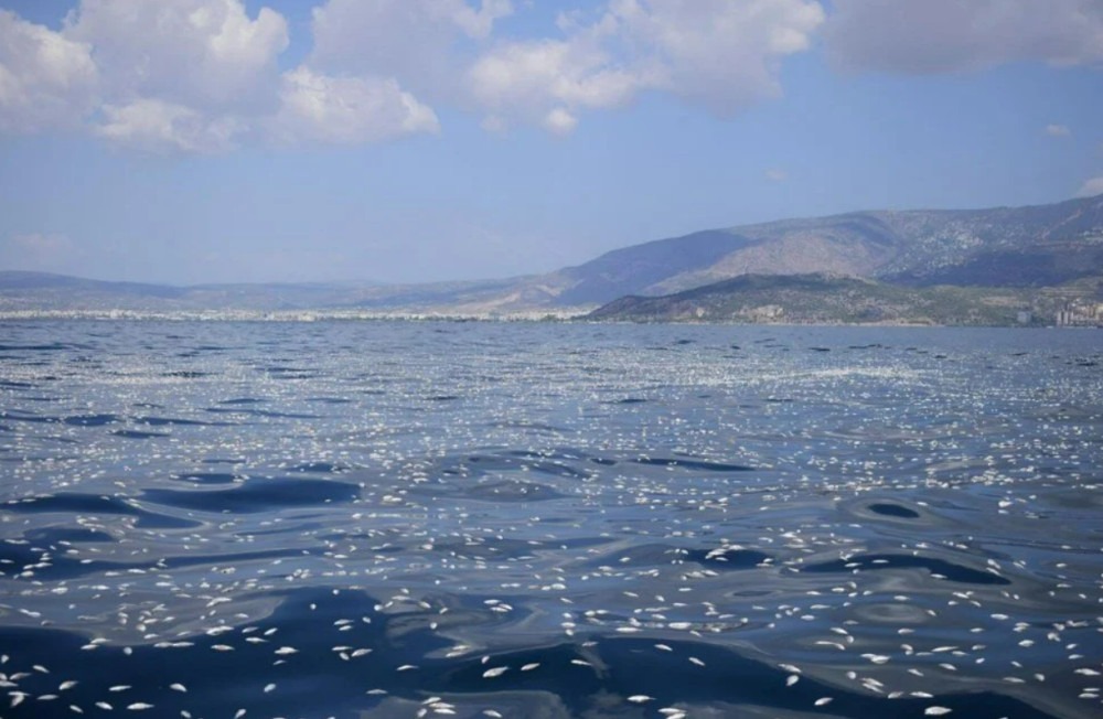 İzmir'den sonra Yunanistan'da: Balık ölümleri!