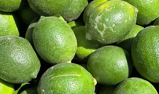 Limon hasadı başladı! Rekoltede yüzde 30'luk düşüş