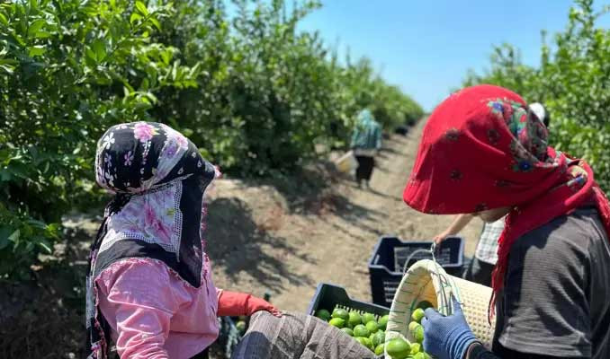 Limon hasadı başladı! Rekoltede yüzde 30'luk düşüş