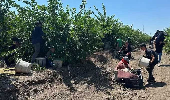 Limon hasadı başladı! Rekoltede yüzde 30'luk düşüş