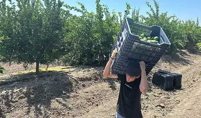 Limon hasadı başladı! Rekoltede yüzde 30'luk düşüş